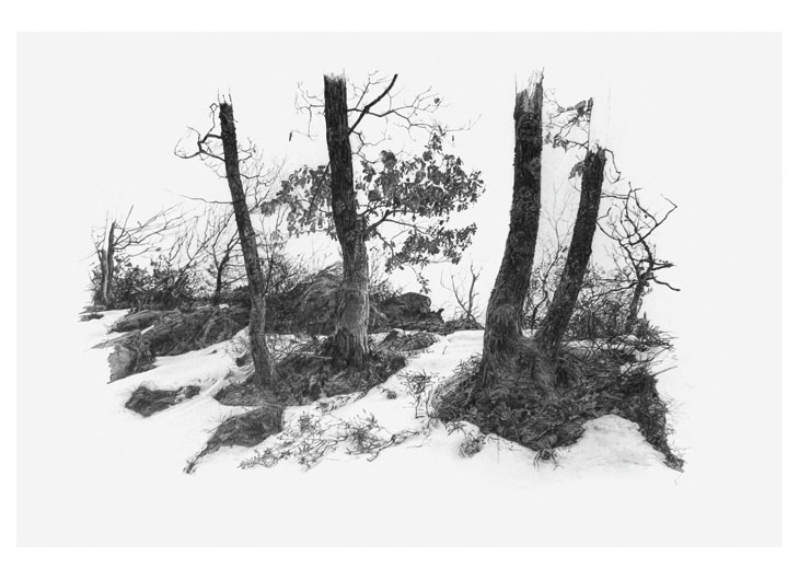 Bäume im Schnee, 42 x 29.7 cm, Bleistift auf Papier, 2013