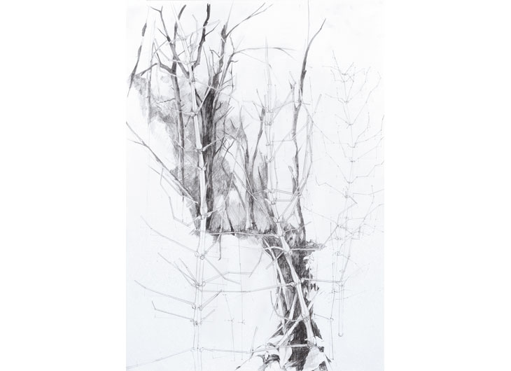 »Springkraut«, Bleistift auf Papier, 42 x 60 cm, 2011