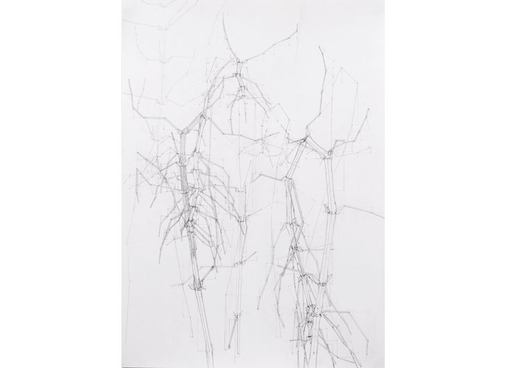 »Springkraut - November«, Bleistift auf Papier, 42 x 60 cm, 2011